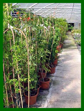 10ltr Climbing plants. Passion flowers, Vitis, Jasmin, Honeysuckles etc