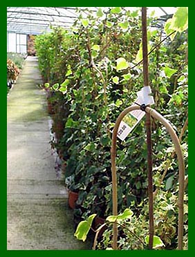 10ltr climbing plants, Ivies, Wisteria, Holboellia, Sollya, Trachelospermum, Solanum etc