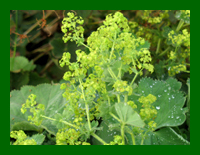 alchemilla molis