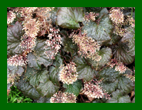 heuchera palace purple