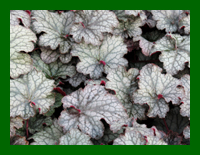 heuchera amethyst mist