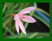 schizostylus pink princess