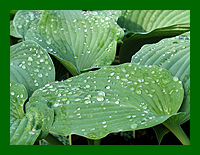 hosta blue angel