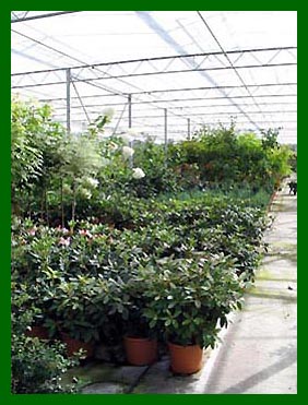 20ltr Rhododendrons