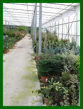 Abies Koreana, Picea Koster and Hoopsii, Nandinia etc.