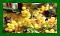 Acacia Dealbata gaulois astier c