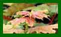 Acer Pseudoplatanus Prinz Handjery c