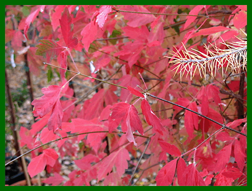 Acer large Griseum