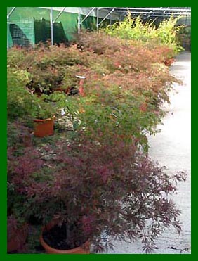 Acers in 20ltr pots