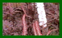 actaea black negligee