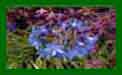 Agapanthus Blue Trumphator c
