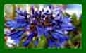 Agapanthus Navy Blue c