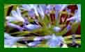 Agapanthus Peter Pan c