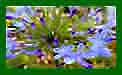 Agapanthus Purple Star c