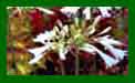 Agapanthus Sea Coral c