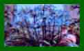 Agapanthus Trumpet Donau c
