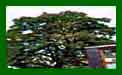 Ailanthus Altissima Tree Of Heaven t