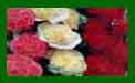 Alcea Chaters Double Mixed c