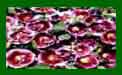 Alcea Creme De Cassis c