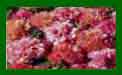Alcea Fruity Mix c