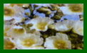 alcea halo white