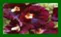 Alcea Nigra c
