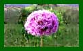 Allium Beauregard_Assort web