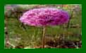 Allium Beauregard c