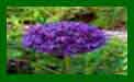 Allium Giant Suprise c