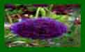 Allium Pinball Wizard c