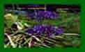 Allium Violet Beauty c