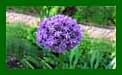 Allium stipitatum Giant Surprise_026 web