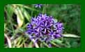 Allium violet Beauty_Assort web