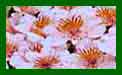 Alstroemeria Little Miss Christina c