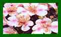 alstroemeria little miss natalie