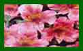 alstroemeria little miss roselind
