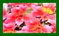 alstroemeria little miss tara