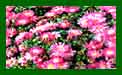 Aster Alice Haslam c