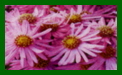 aster amellus brilliant michaelmas Daisy