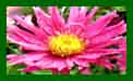 Aster Island Bahamas c