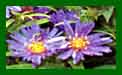 Aster Island Samoa c