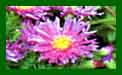 Aster Island Tonga c