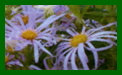 aster thompsonii nanus