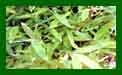 Bamboo Arundinaria Pygmea c