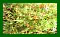 Bamboo Fargesia Robusta c
