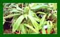 Bamboo Indocalamus Tessellata c