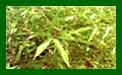 Bamboo Phyllostachys Aureocaulis c