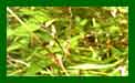 Bamboo Phyllostachys Nigra c