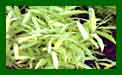 Bamboo Pleioblastus Auricomus c