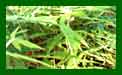 Bamboo Pseuedosasa Japonica c